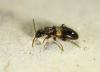 Hirticollis hispidus